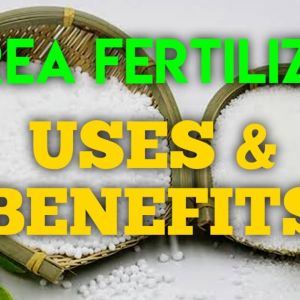 urea fertilizer uses and benefits